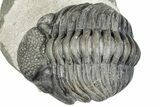 Curled Pedinopariops Trilobite - Mrakib, Morocco #287667-1